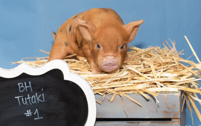 Buxton Farm Pigs